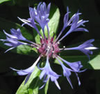 Centaurea montana